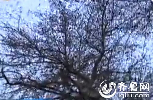 济南趵突泉现"万鸟投林" 密集飞舞场面壮观(图)