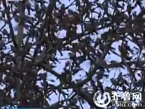 济南趵突泉现"万鸟投林" 密集飞舞场面壮观(图)