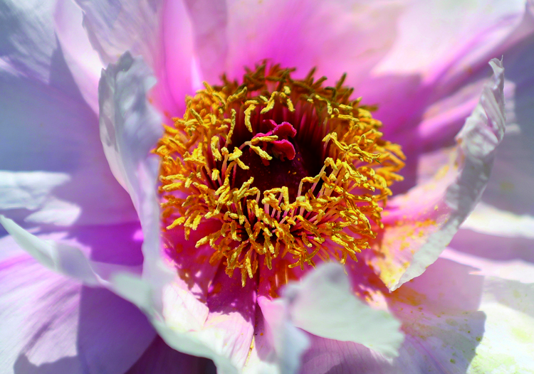 长春牡丹园内的牡丹花迎来盛花期