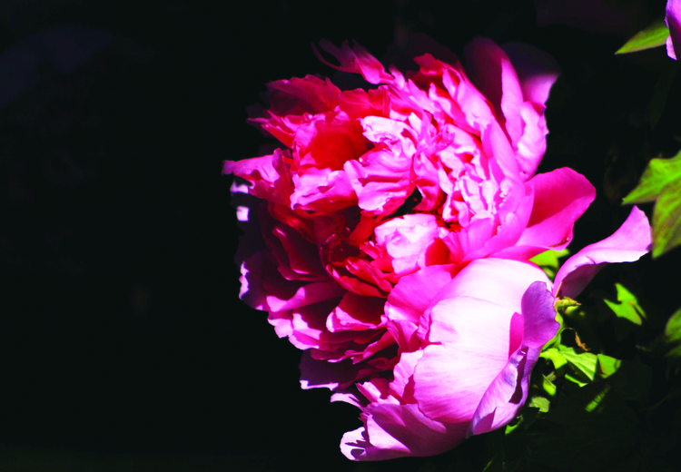 长春牡丹园内的牡丹花迎来盛花期