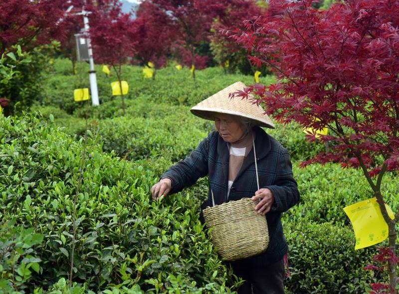 貴州清鎮：紅楓山韻茶飄香