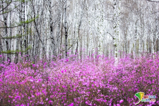 花海映靓妆 平台赴春约 黑河逊克县举办首届赏花节