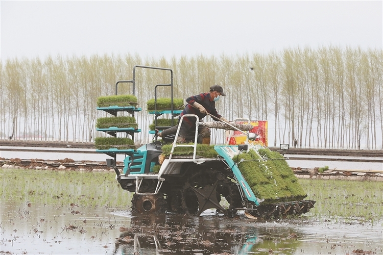 庆安县水稻插秧机械化率逾95%