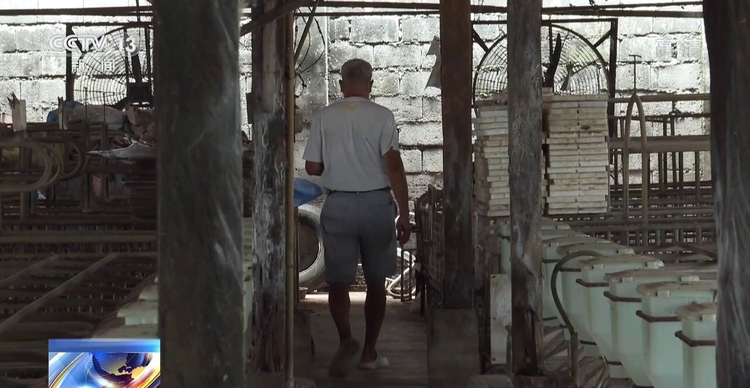 非洲猪瘟疫情在菲律宾蔓延 当地家庭养殖户收入锐减