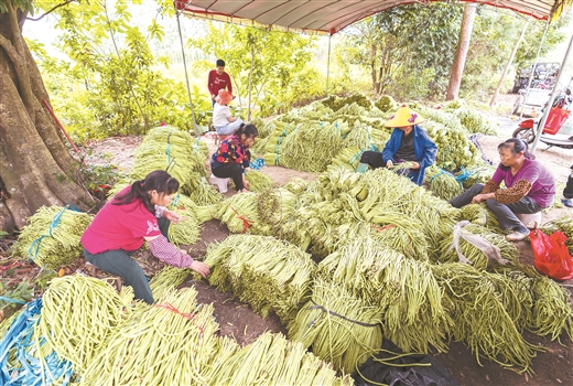 广西合浦豇豆产销两旺 2021年上半年产值预计达12亿元