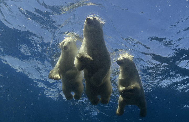 美摄像师捕捉北极熊妈妈教宝宝学游泳画面