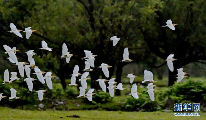 Burung Pucung Singgah, Tambah Kedinamikan Taman Geologi di Tibet_fororder_6a