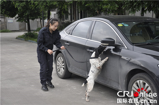 已过审【CRI专稿 图文】重庆女警犬训导员龙丽：因为热爱 所以坚持