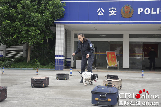 已過審【CRI專稿 圖文】重慶女警犬訓導員龍麗：因為熱愛 所以堅持