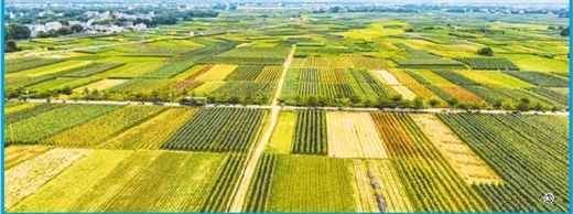 廣西合浦豇豆産銷兩旺 2021年上半年産值預計達12億元