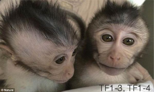 美媒：用猴子研究自闭症在中国引争议