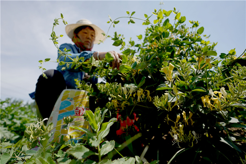 河北邢台：金银花产业助增收