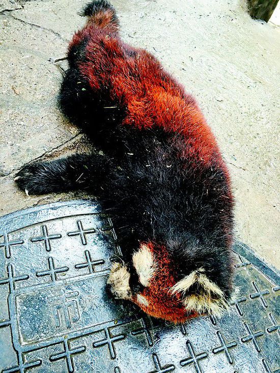 四川独有小熊猫仅3000只 保护不够屡遭盗猎(图)