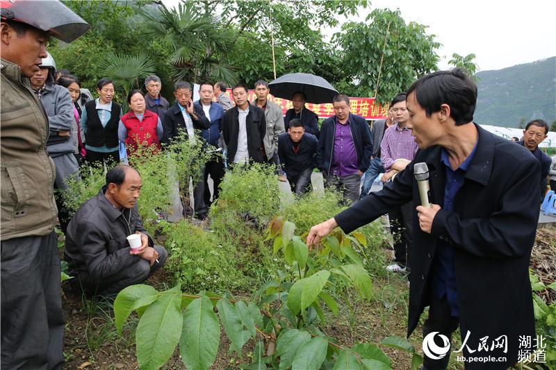 湖北秭归：技术培训会开到果园里为果农解技术难题