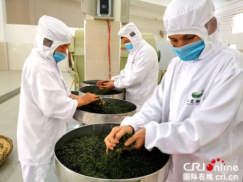 贵州思南：茶香四溢生产忙（组图）