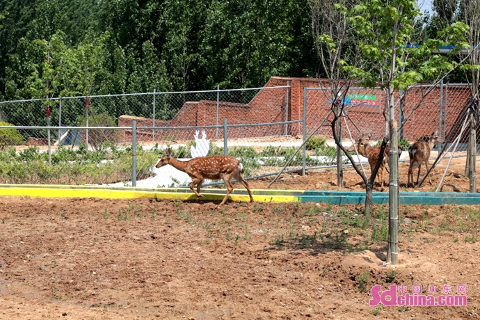 青岛：大山深处有了梅花鹿研学基地