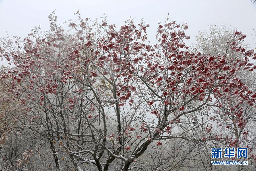 秋雪落北京