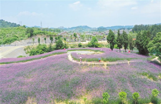 （中首）黔南独山拉然小镇：花开满山坡 游客接踵至_fororder_中首3