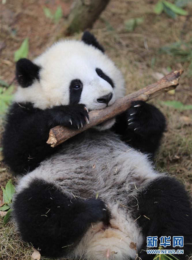 成都大熊猫双胞胎征名结束：取名“奥林匹亚”和“福娃”