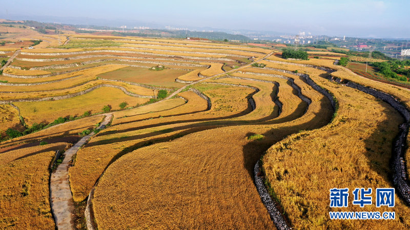 湖北丹江口:800亩金色麦浪庆丰收