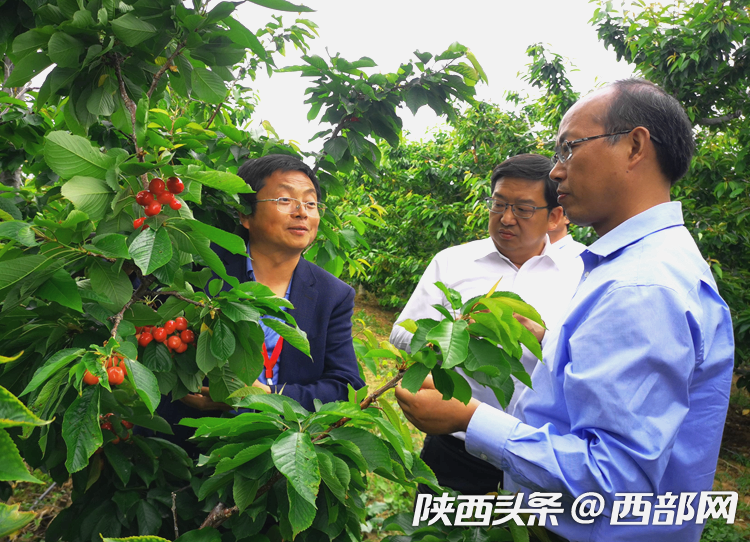 （转载）铜川大樱桃成熟上市 科技支撑品质好市场销售走向多元化