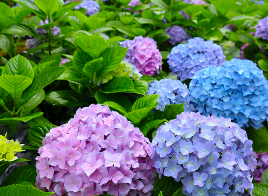 2021年"中国旅游日"重庆市分会场活动暨第二届重庆涪陵绣球花节开幕