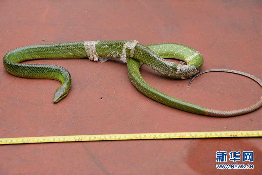 广州邮政口岸首次截获非法邮寄入境活体毒蛇