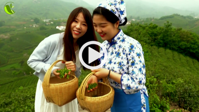 【西班牙语】Vlog: recolectar, tostar y degustar el té verde Xinyang Maojian_fororder_5