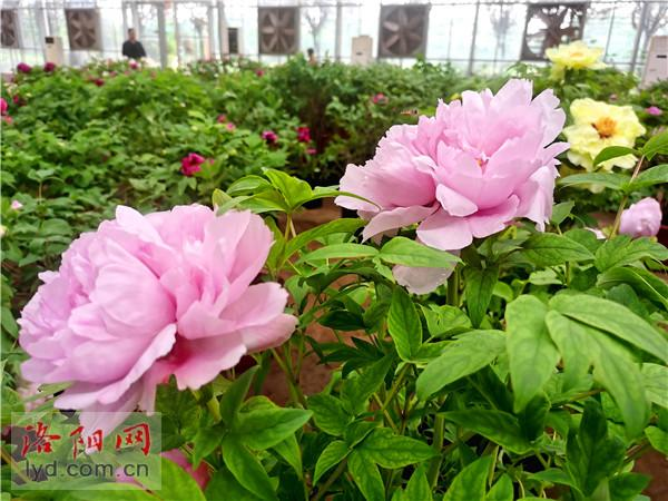 Luoyang Peony to Be Exhibited at 10th China Flower Expo_fororder_图片1