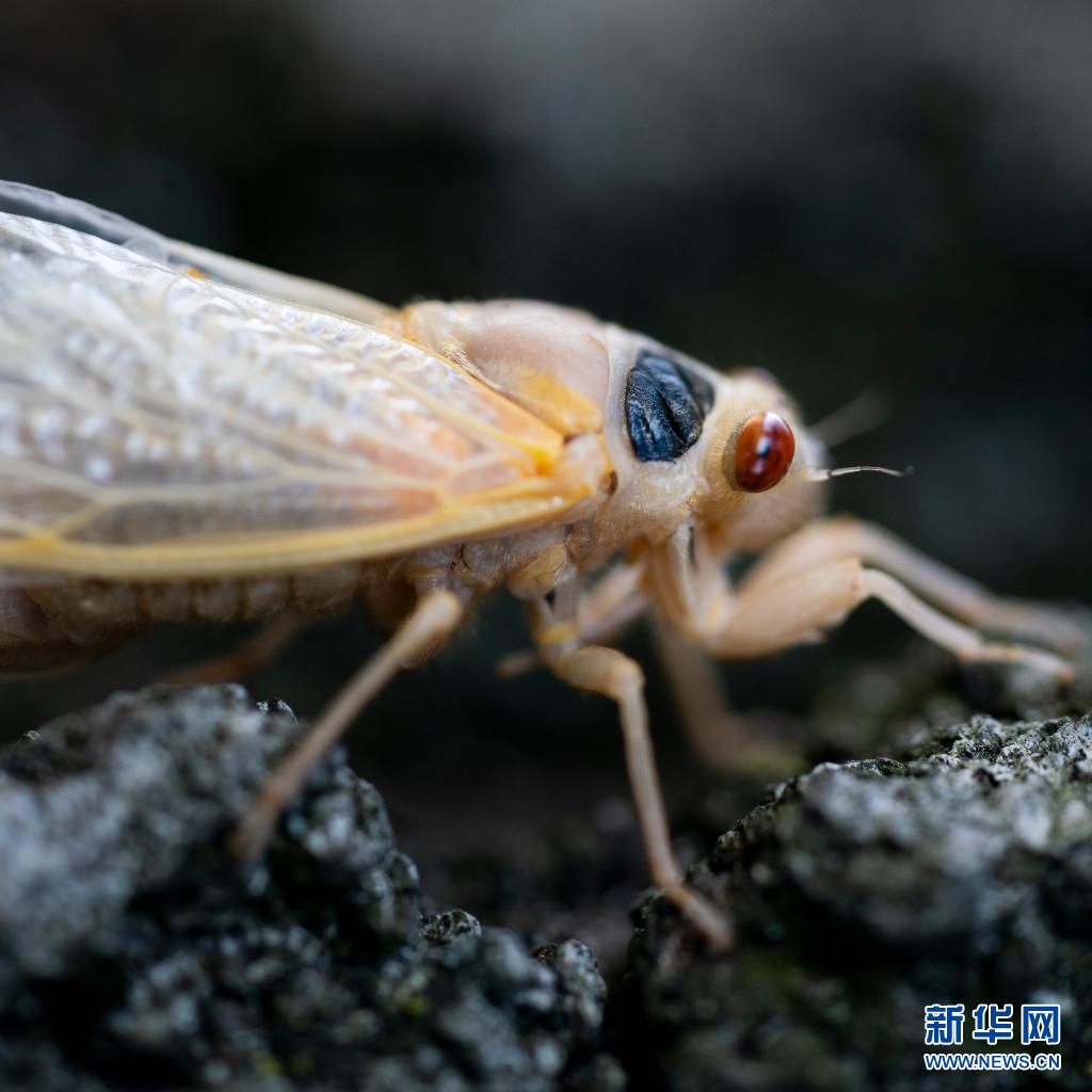 美国今夏迎来亿万只17年蝉