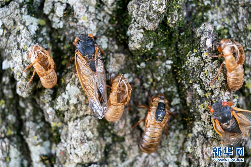 美国今夏迎来亿万只17年蝉