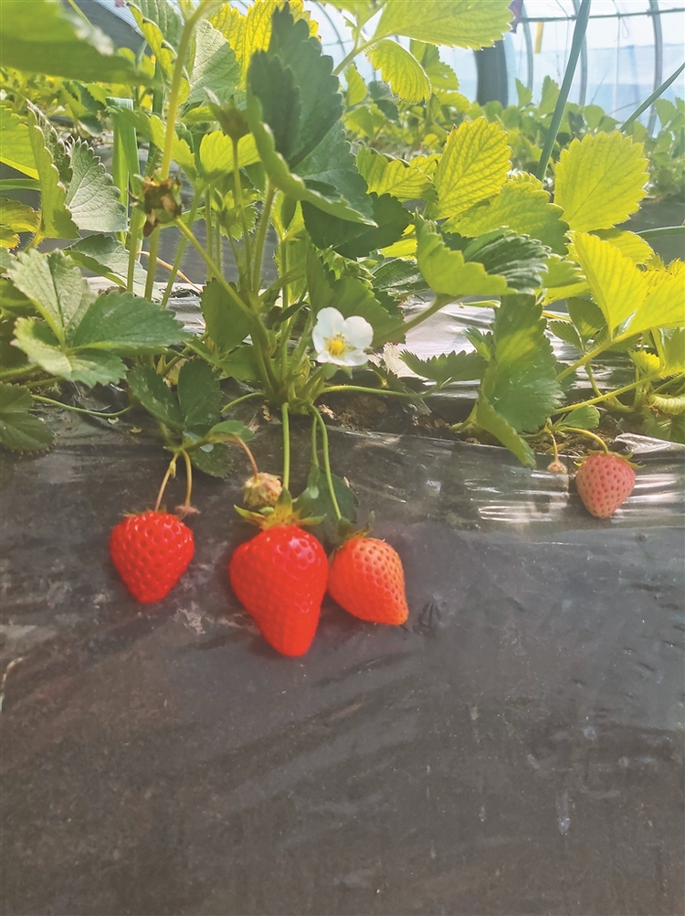 林甸县四合乡村民：改良盐碱地 种出甜草莓