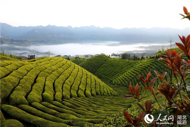 湖北鹤峰：万亩生态茶园美景如画