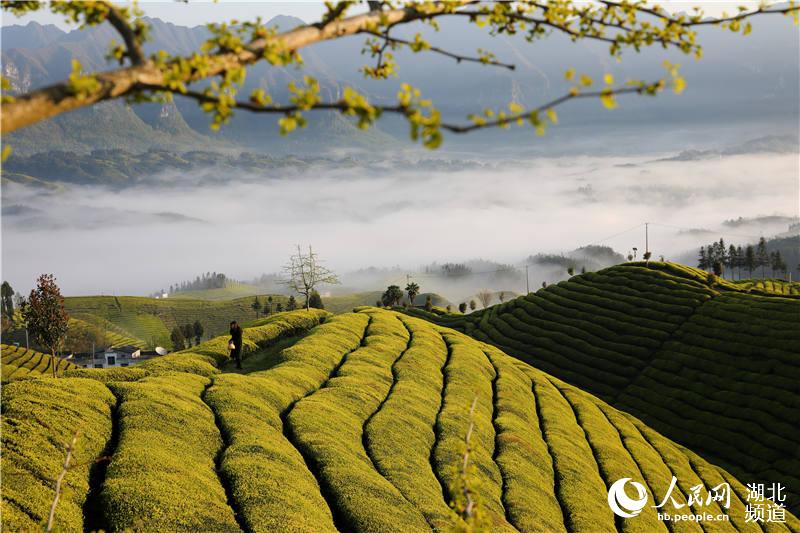 湖北鹤峰：万亩生态茶园美景如画