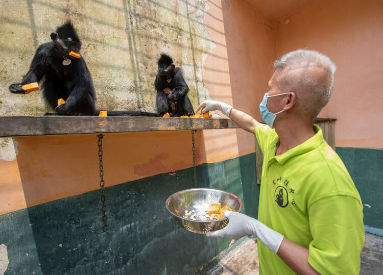 广西梧州：人工繁殖黑叶猴喜添丁