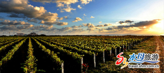 国际葡萄酒研讨会将在蓬莱举行_fororder_fcaa143e1bea1b4803ec2c_meitu_13