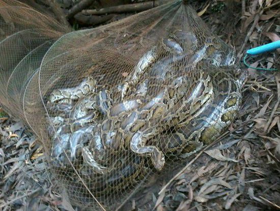 泰漁民河邊撒網捕魚撈起6條大蟒蛇 糾纏成團(圖)