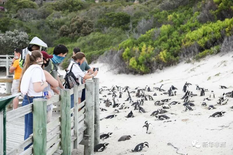 Tsuntsayen penguins na Afirka_fororder_微信图片_20210426144941