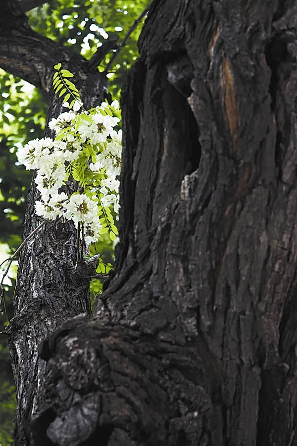 大连：槐花飘香