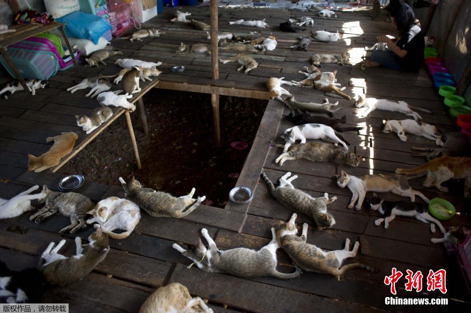 缅甸一流浪猫避难所收留超200只猫(组图)