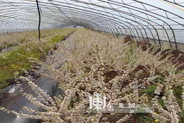 鶴崗今年種植33.8萬株抗寒大櫻桃 探索特色增收路