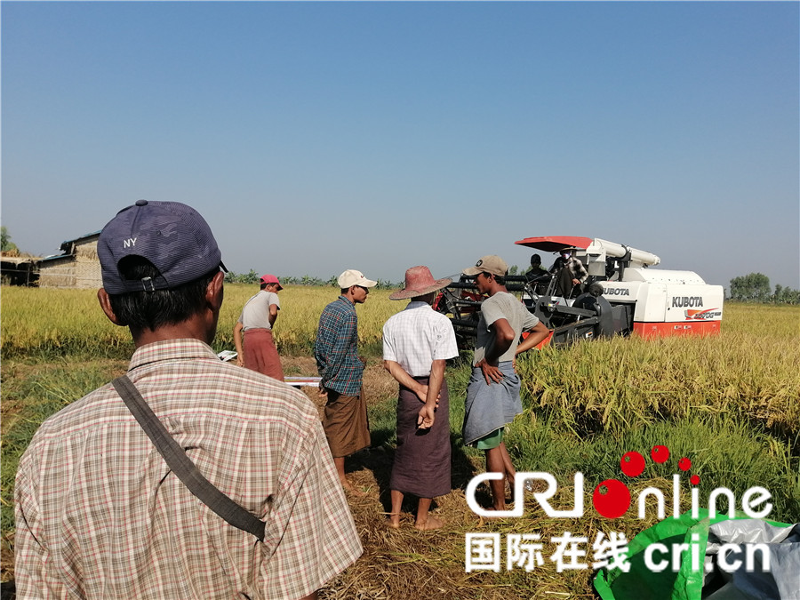 杂交水稻在缅甸让亩产翻番 已成为靓丽的中国名片_fororder_1
