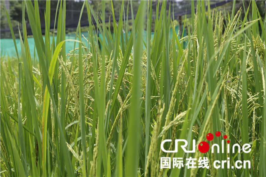 杂交水稻在缅甸让亩产翻番 已成为靓丽的中国名片_fororder_3