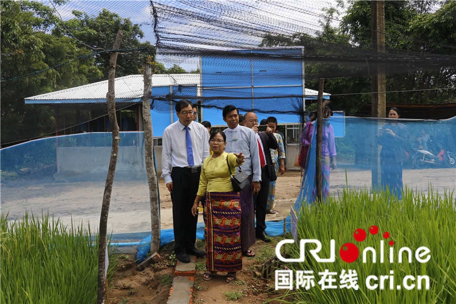 杂交水稻在缅甸让亩产翻番 已成为靓丽的中国名片_fororder_4