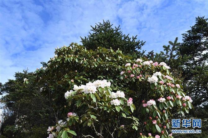 图片默认标题_fororder_1