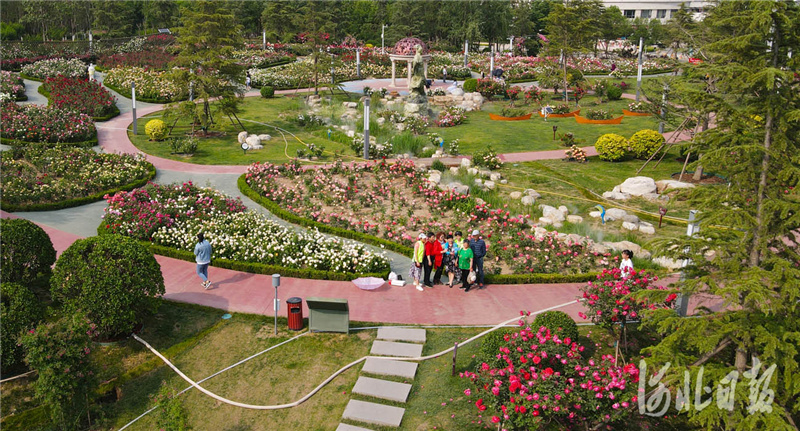 河北廊坊：漫步月季花園 暢享幸福生活