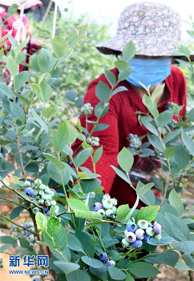 4月12日,沂水縣楊莊鎮西山根村果農在大棚裡採摘藍莓.