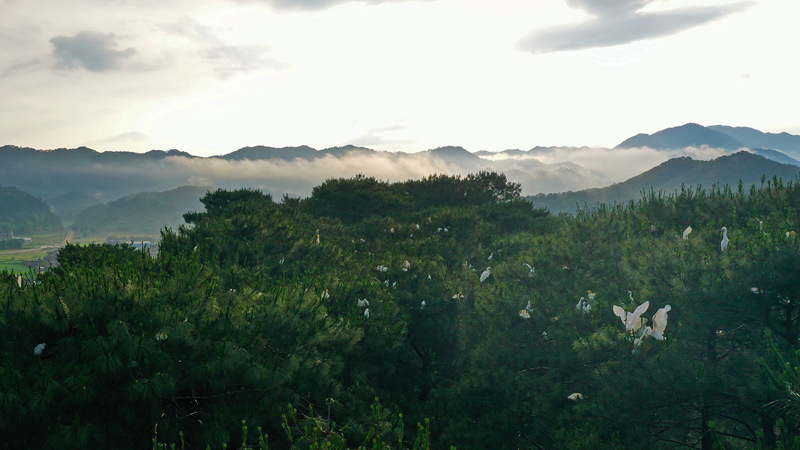 广西钟山：鹭鸟栖息结队行 绿水青山寄衷情