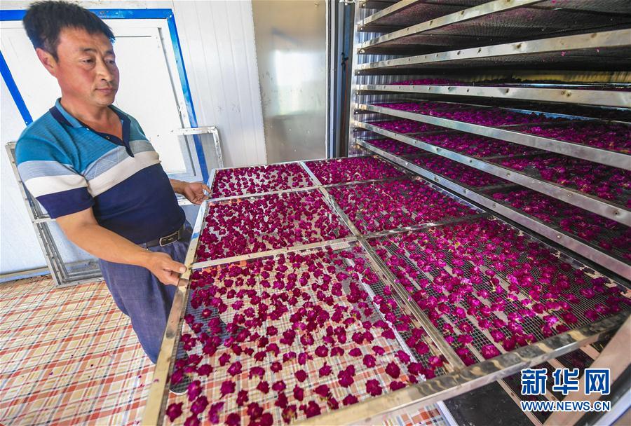 河北阜城：“鲜花经济”促增收