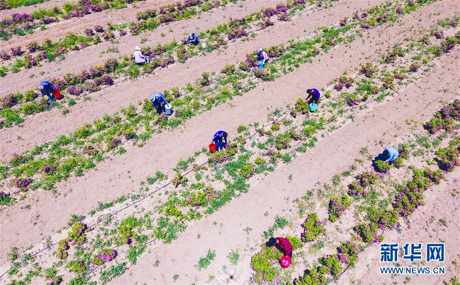 河北阜城：“鲜花经济”促增收